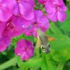 Macroglossum stellatarum